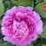 菏泽正品观赏牡丹花苗5—8分枝重瓣大花牡丹种苗
