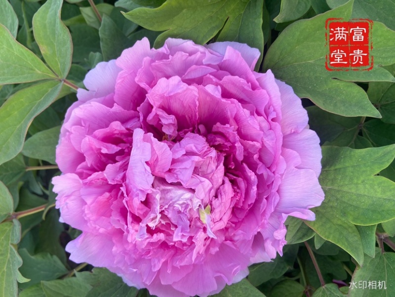 菏泽正品观赏牡丹花苗5—8分枝重瓣大花牡丹种苗