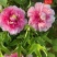 菏泽正品观赏牡丹花苗5—8分枝重瓣大花牡丹种苗