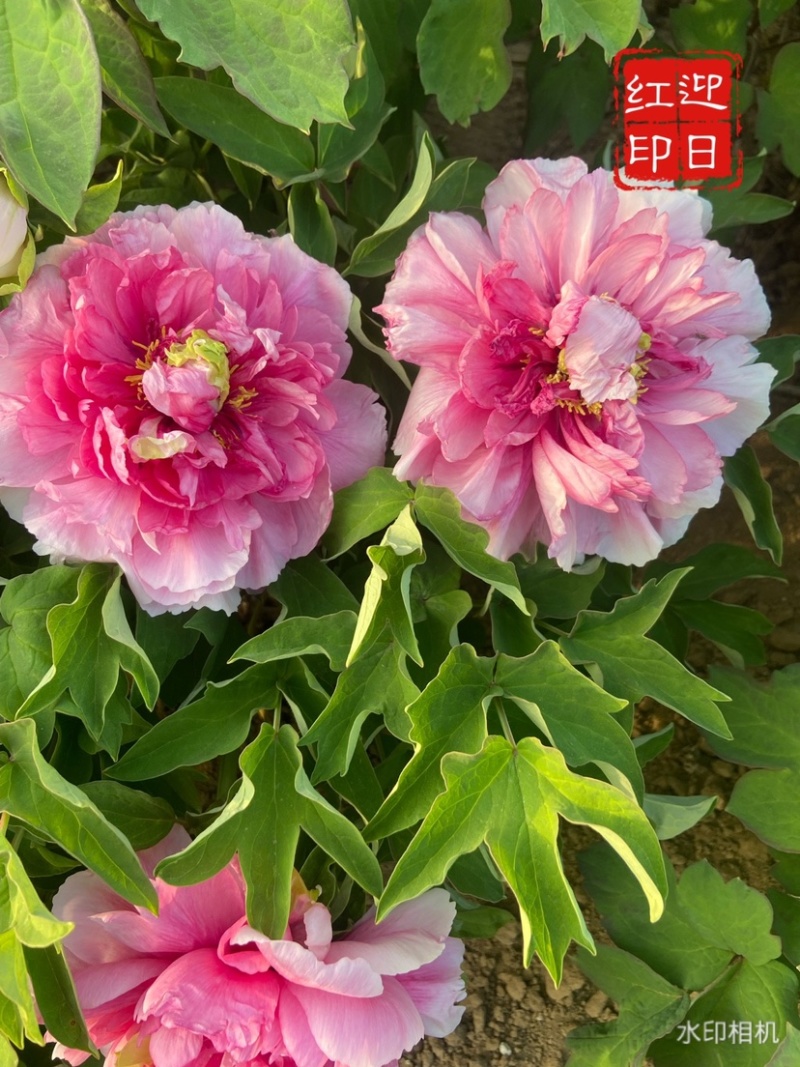 菏泽正品观赏牡丹花苗5—8分枝重瓣大花牡丹种苗