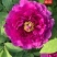 菏泽正品观赏牡丹花苗5—8分枝重瓣大花牡丹种苗