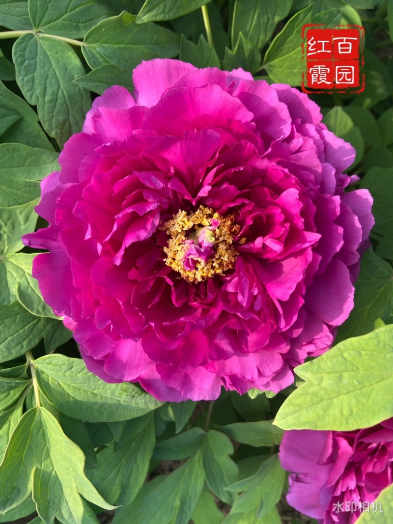 菏泽正品观赏牡丹花苗5—8分枝重瓣大花牡丹种苗