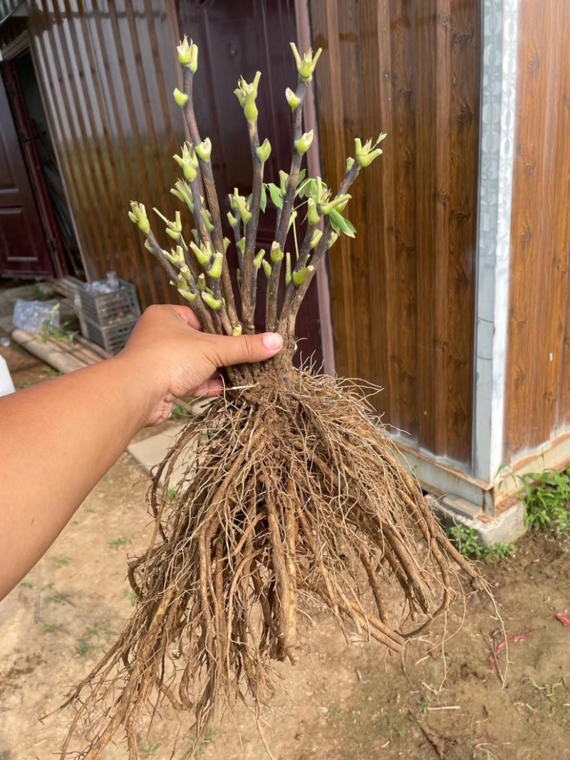 菏泽正品观赏牡丹花苗5—8分枝重瓣大花牡丹种苗