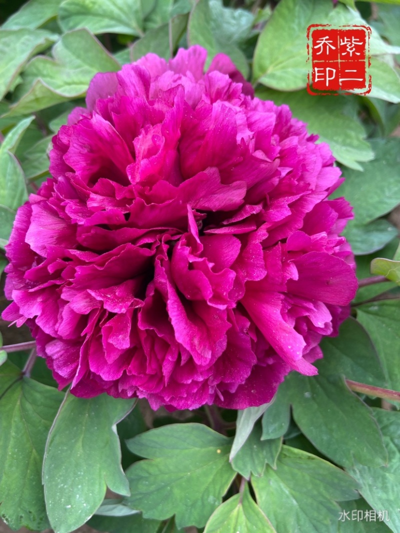 菏泽正品观赏牡丹花苗5—8分枝重瓣大花牡丹种苗