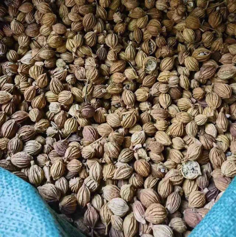 贵州砂仁原产地供货各种规格批发保质保量