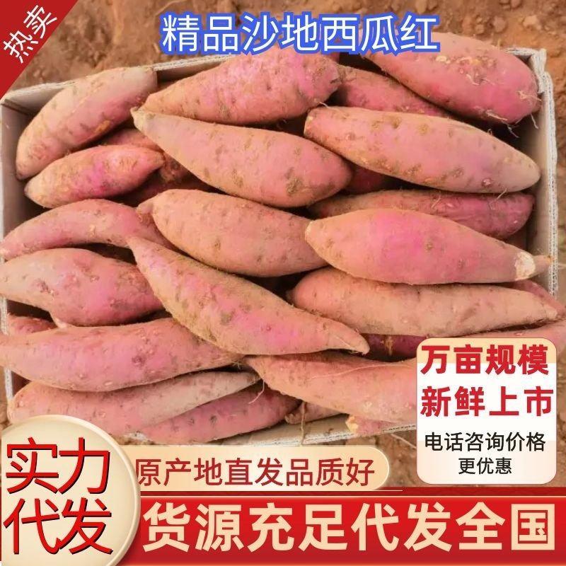 广东隧溪县西瓜红红薯个大甜度高可视频看货欢迎老板电话订购