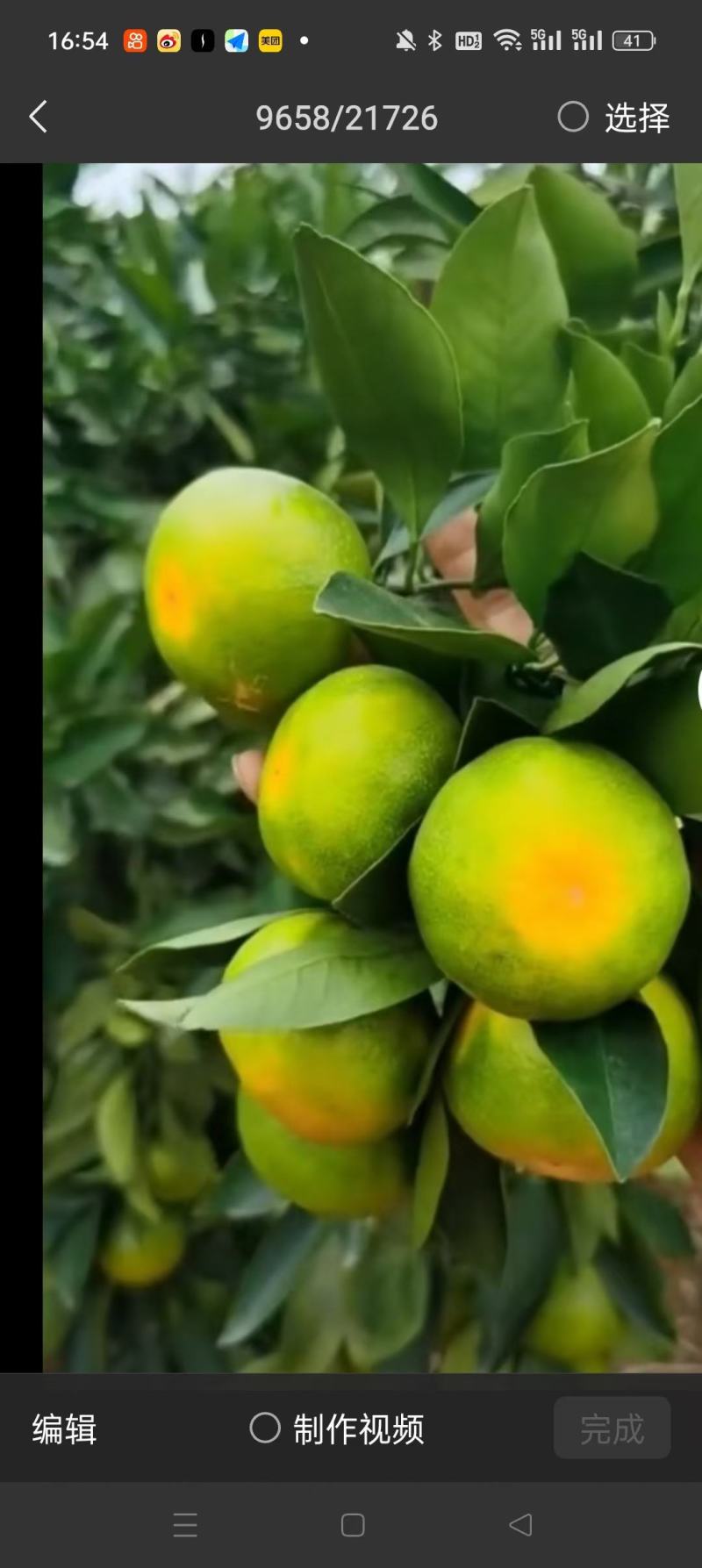 云南蜜橘