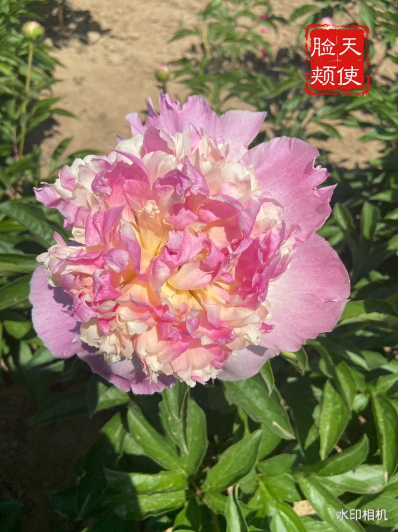 山东菏泽大花芍药荷兰芍药品种链接