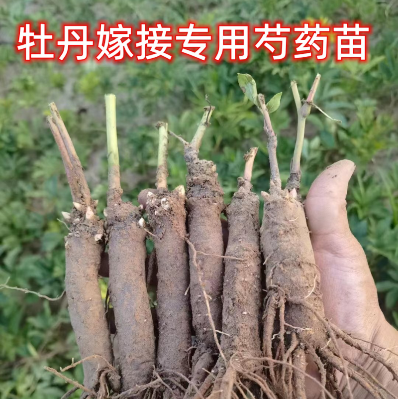 菏泽芍药牡丹接穗专用底座、芍药嫁接砧木