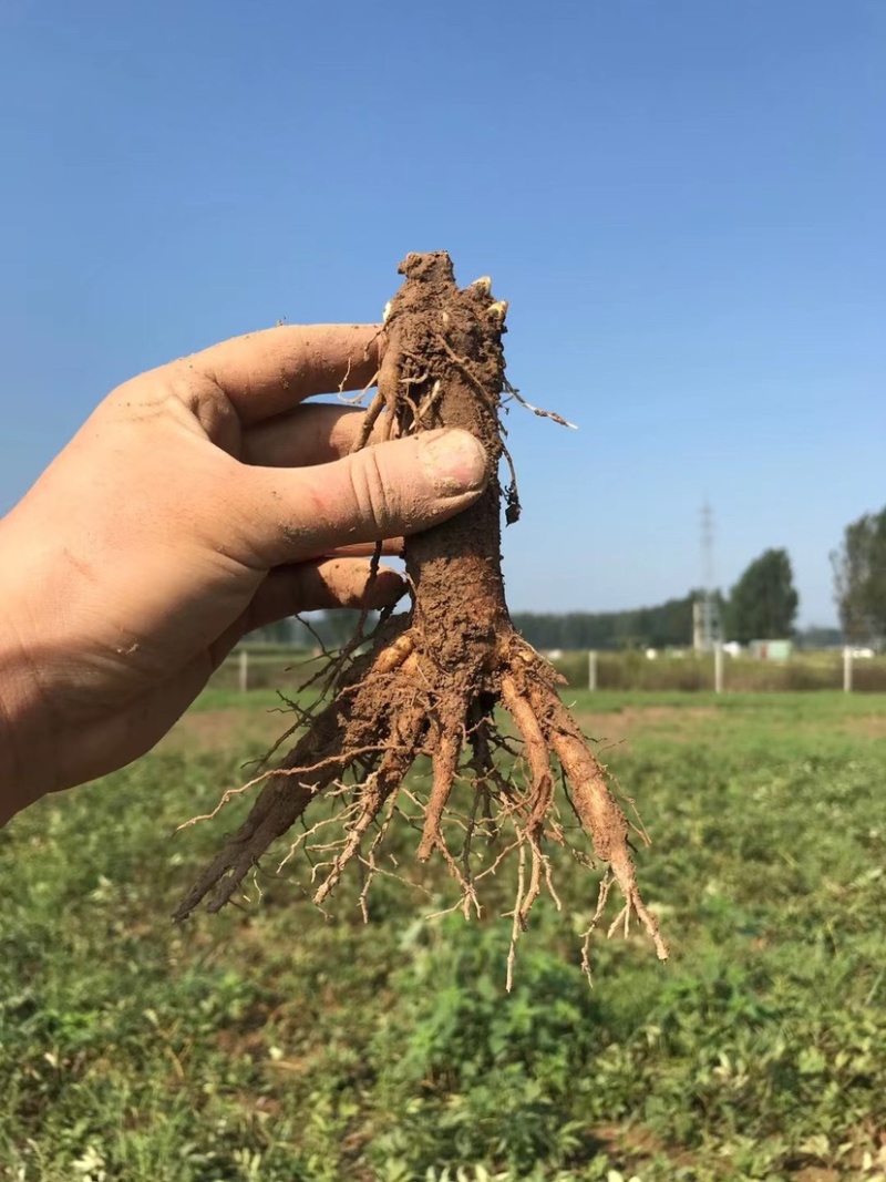 菏泽芍药牡丹接穗专用底座、芍药嫁接砧木