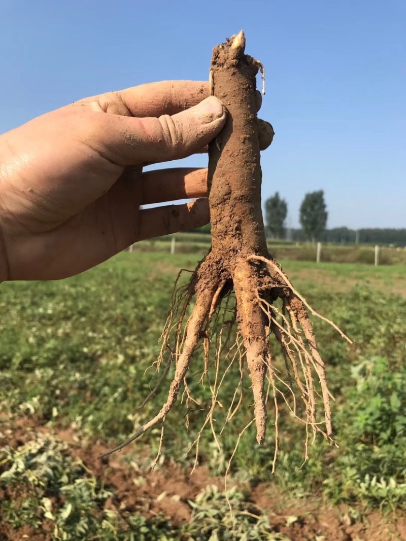菏泽芍药牡丹接穗专用底座、芍药嫁接砧木