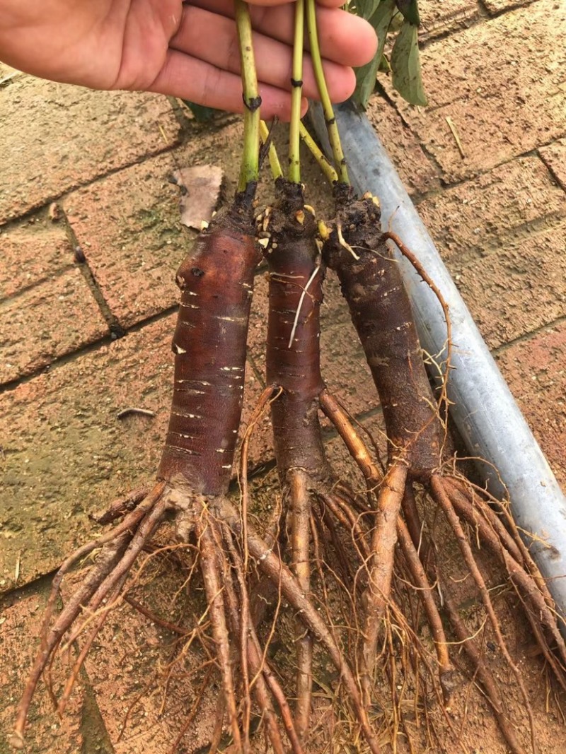 菏泽芍药牡丹接穗专用底座、芍药嫁接砧木