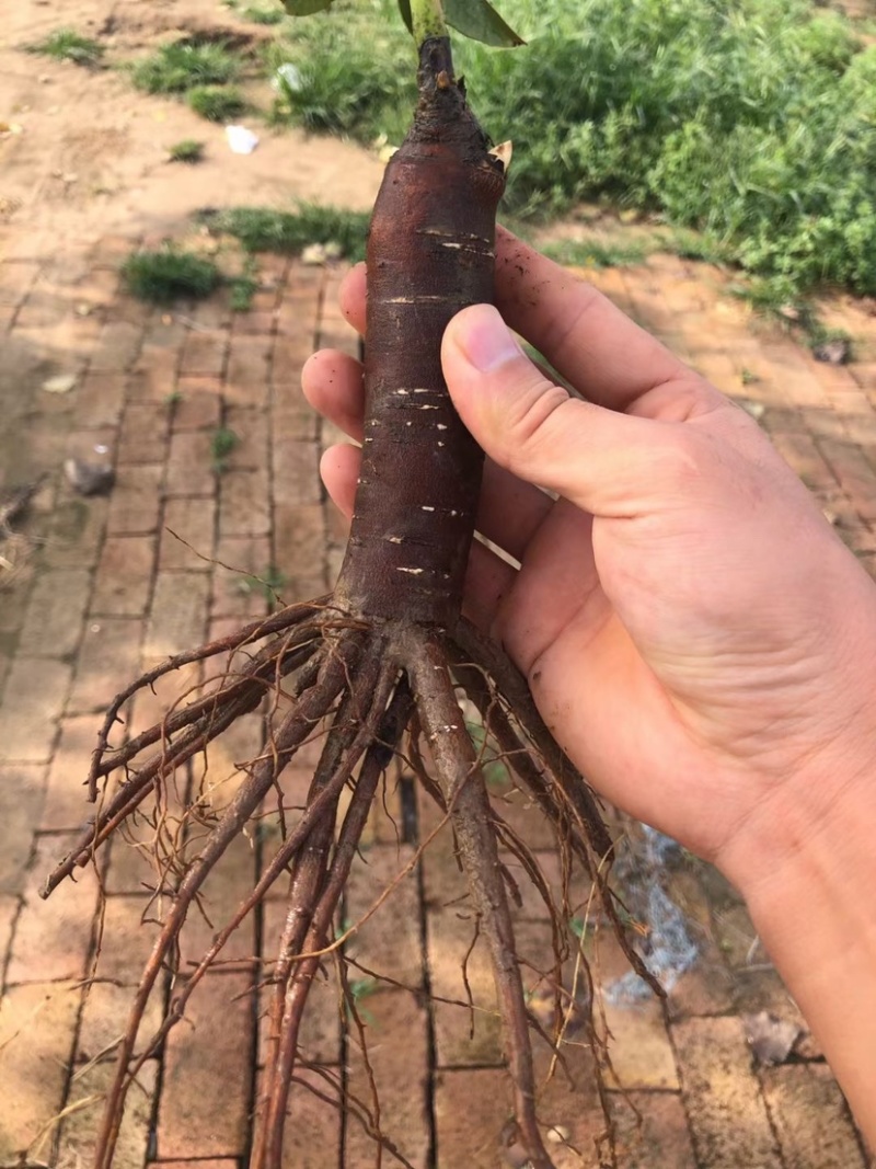 菏泽芍药牡丹接穗专用底座、芍药嫁接砧木