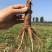 菏泽芍药牡丹接穗专用底座、芍药嫁接砧木