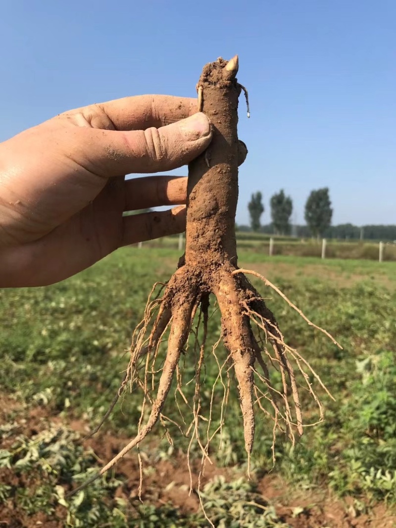 菏泽芍药牡丹接穗专用底座、芍药嫁接砧木