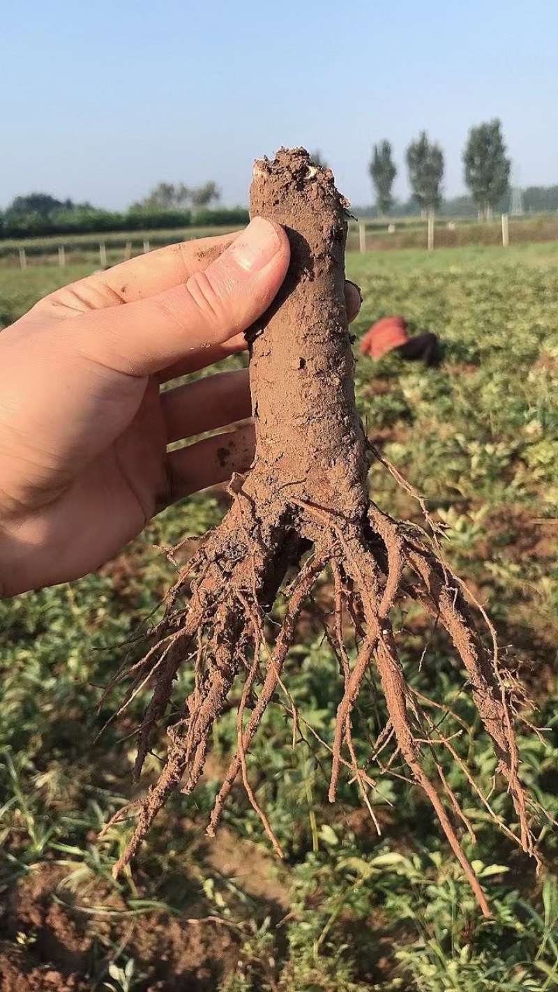 菏泽芍药牡丹接穗专用底座、芍药嫁接砧木