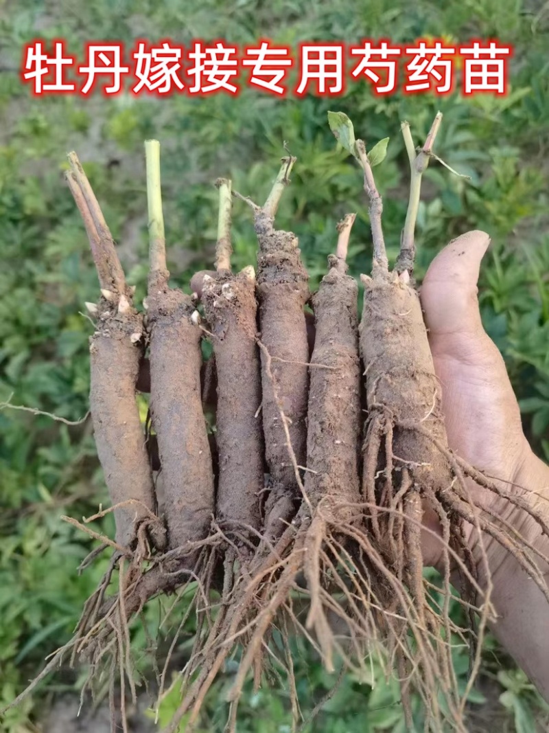 菏泽芍药牡丹接穗专用底座、芍药嫁接砧木