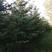 绿云杉—精品云杉基地货源2米3米4米5米规格齐全