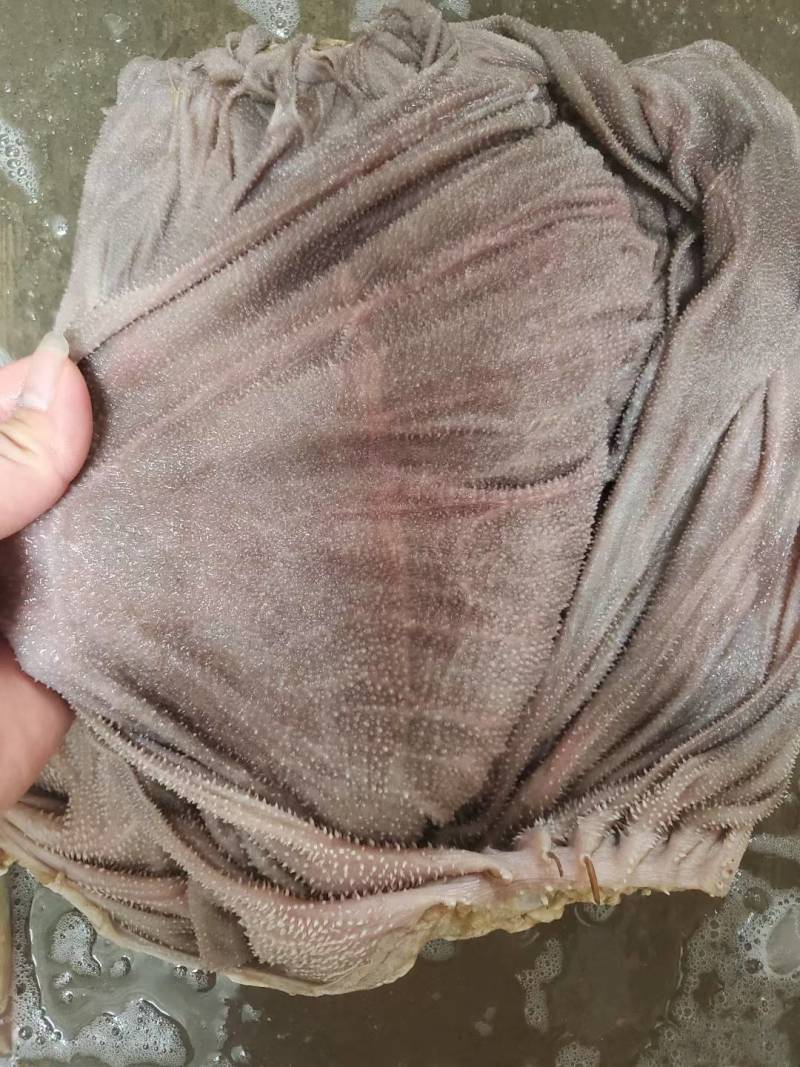 屠场鲜毛肚，自家承包屠场价格优势，质量好，放心选购