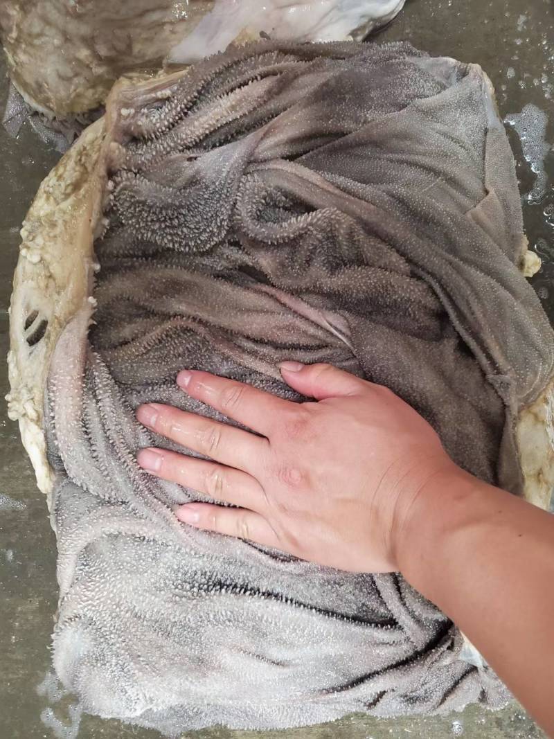 屠场鲜毛肚，自家承包屠场价格优势，质量好，放心选购