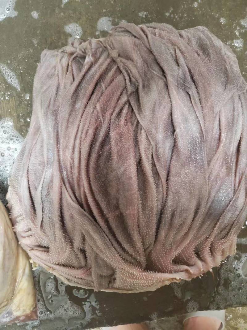 鲜毛肚，屠场鲜毛肚，自家公司屠宰，每天发货，全部都是当天