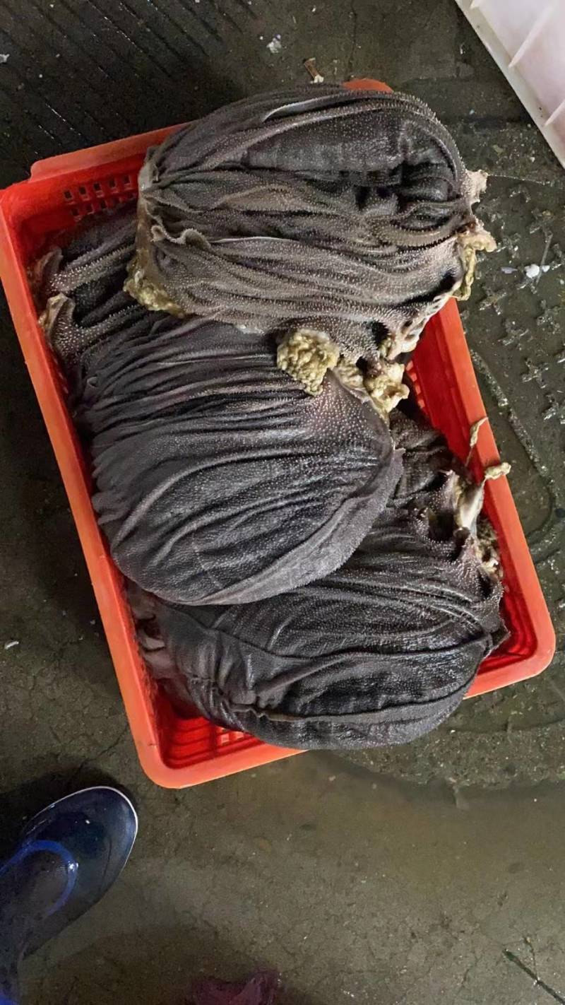 鲜毛肚，屠场鲜毛肚，自家公司屠宰，每天发货，全部都是当天