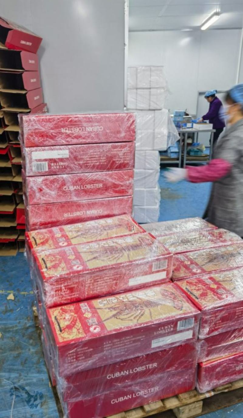 龙虾礼盒装，古巴龙虾，礼盒装龙虾顺丰包邮到家，可代发
