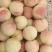 永莲水蜜桃大量上市，欢迎新老客户前来收购，