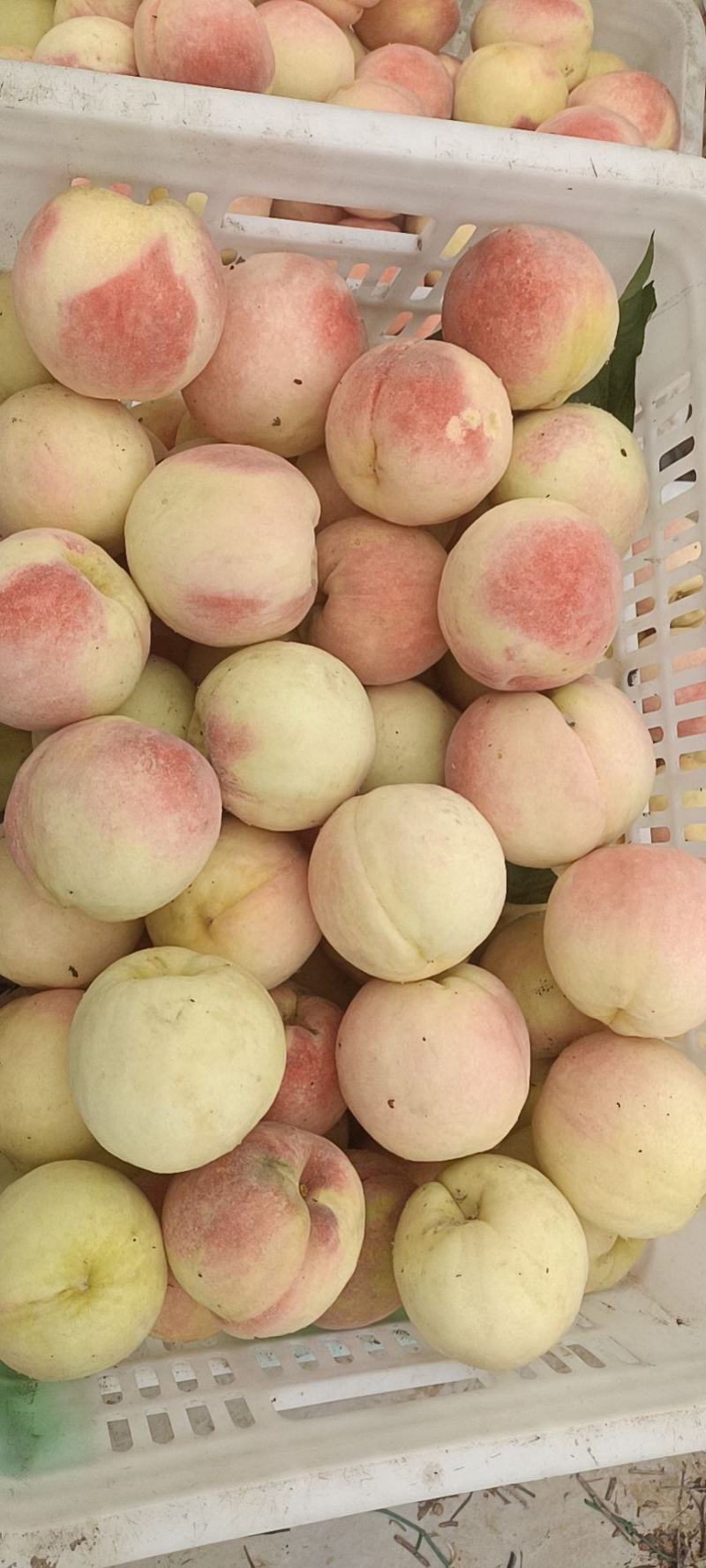 永莲水蜜桃大量上市，欢迎新老客户前来收购，