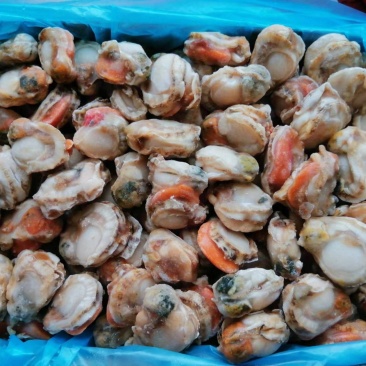 贻贝，4斤一件包邮批发价红贝肉品质保证，可批发