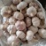 紫皮大蒜大量供应，产地直销，支持全国物流发货