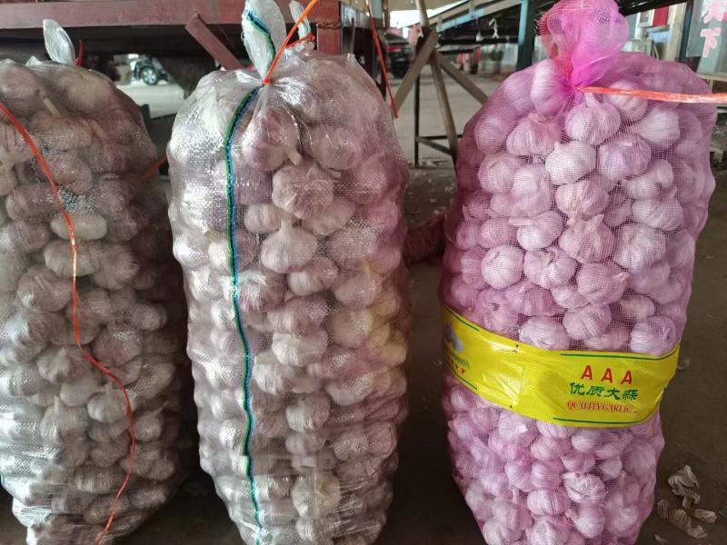 紫皮大蒜大量供应，产地直销，支持全国物流发货