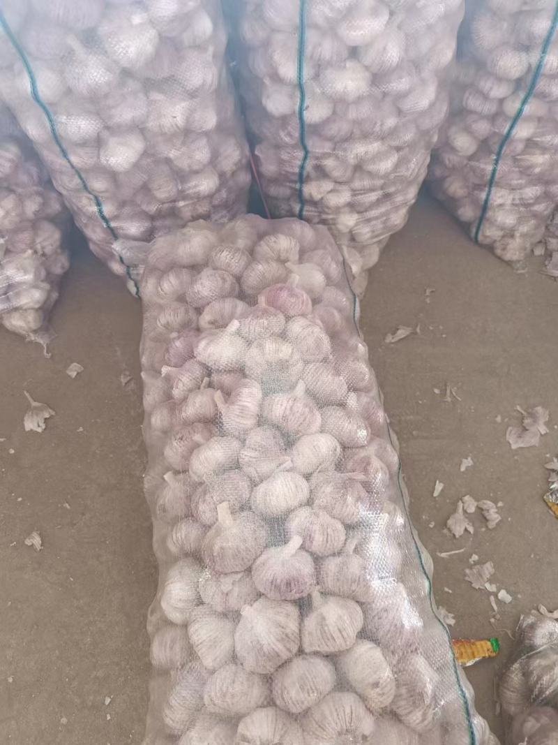 紫皮大蒜大量供应，产地直销，支持全国物流发货