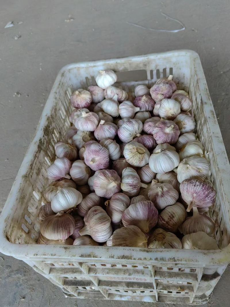 紫皮大蒜大量供应，产地直销，支持全国物流发货