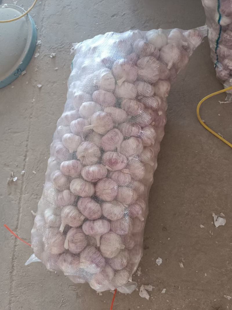 紫皮大蒜大量供应，产地直销，支持全国物流发货