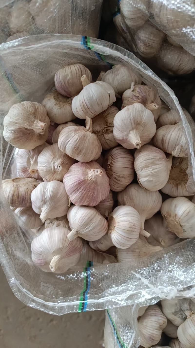 紫皮大蒜大量供应，产地直销，支持全国物流发货