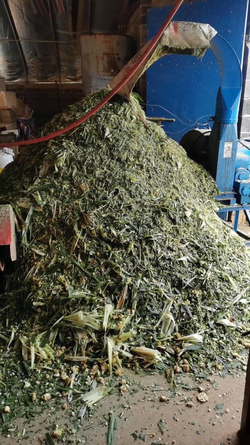 黑猪吃草料半圈养瘦肉率高养殖场品质保证