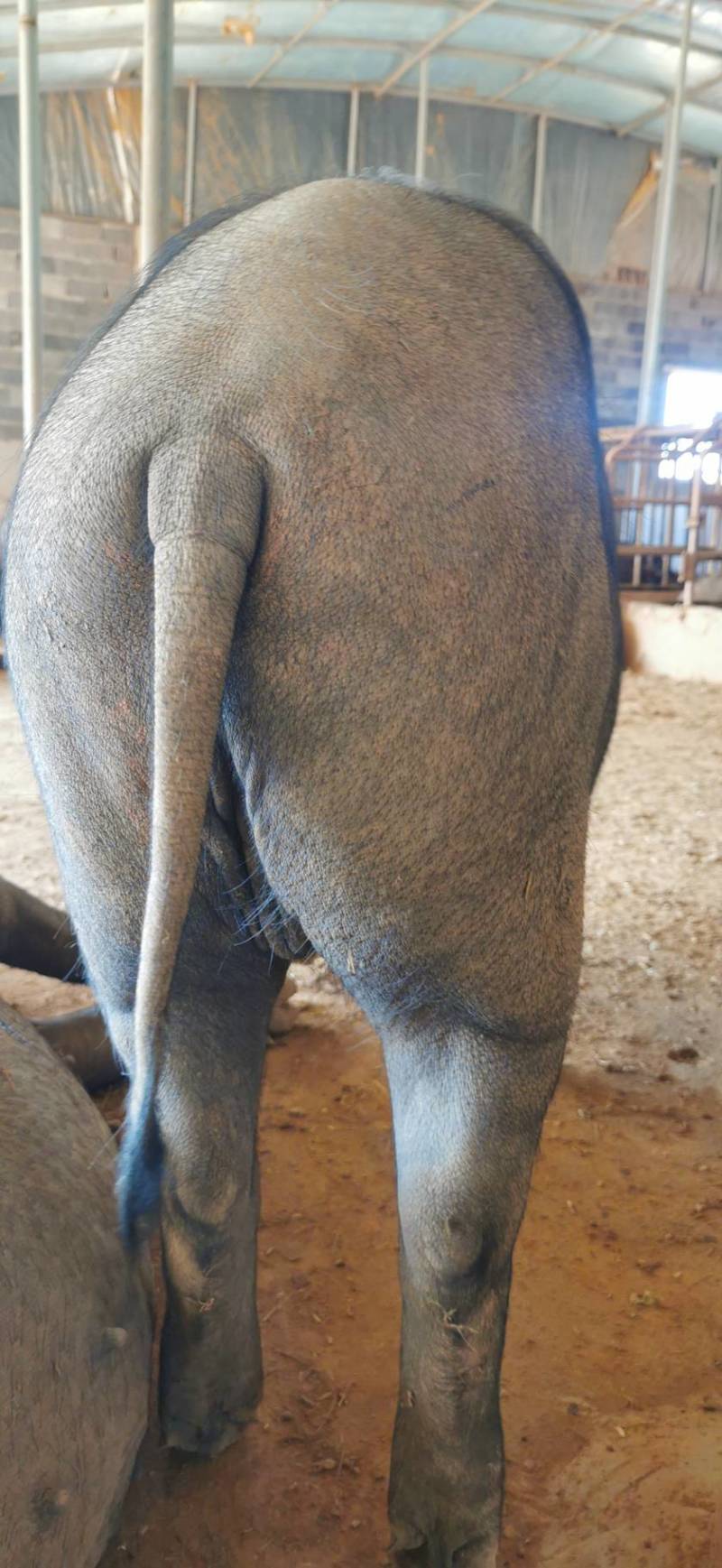 黑猪吃草料半圈养瘦肉率高养殖场品质保证