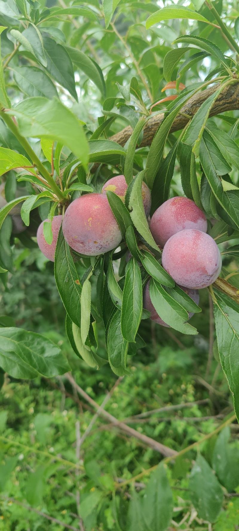 茂县脆红李