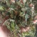 白背草