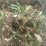 白背草