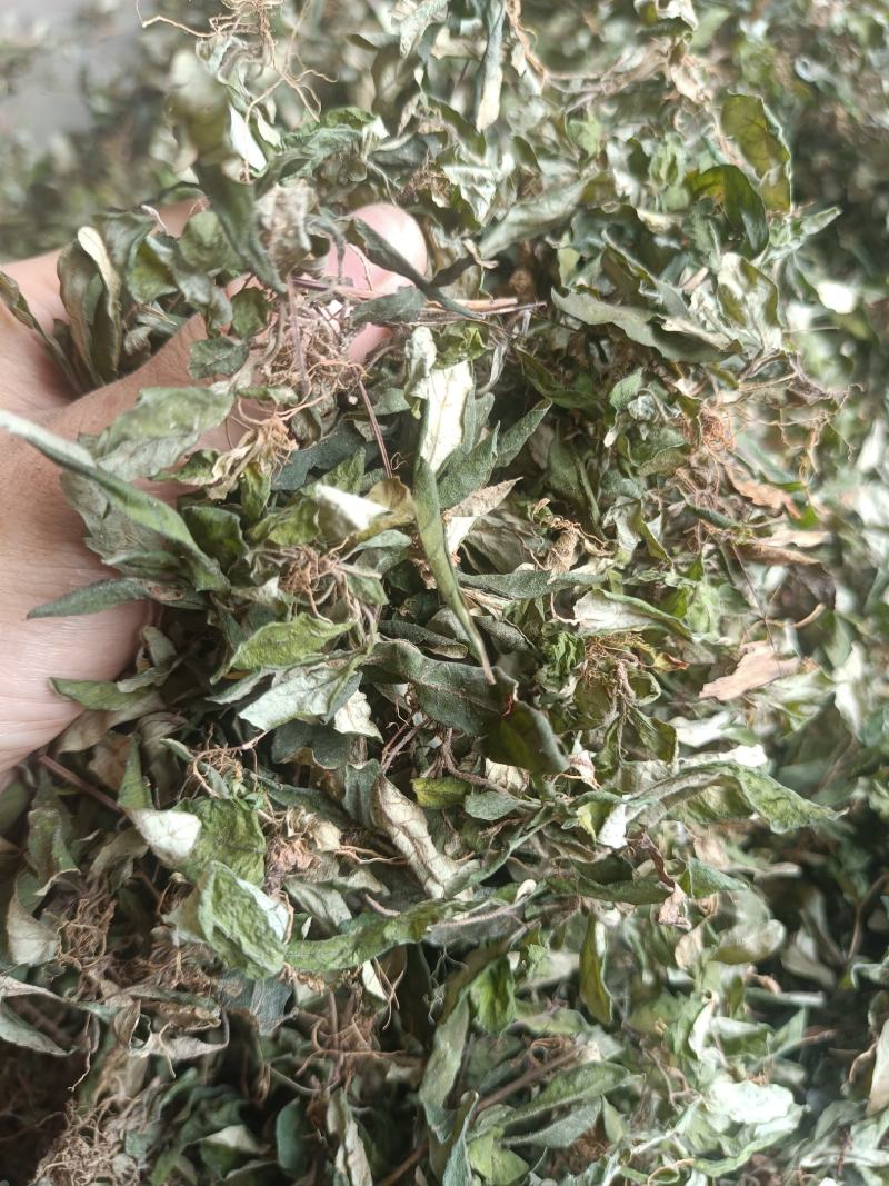 白背草