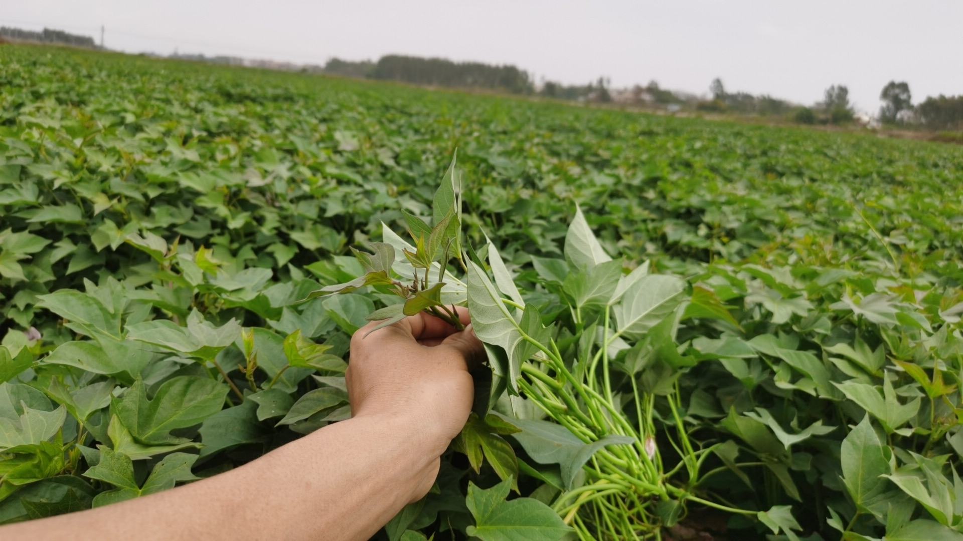 西瓜红苗子种植基地