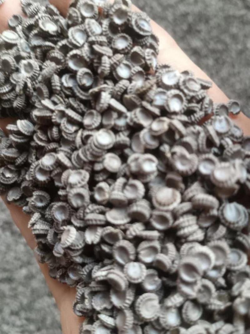 粉防已种子一手货源量大从优质量保证欢迎咨询