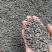 粉防已种子一手货源量大从优质量保证欢迎咨询