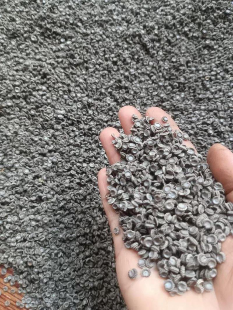 粉防已种子一手货源量大从优质量保证欢迎咨询