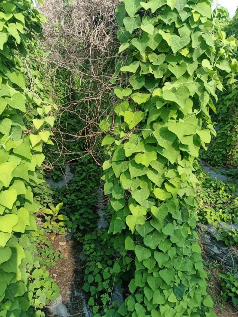 粉防已种子一手货源量大从优质量保证欢迎咨询