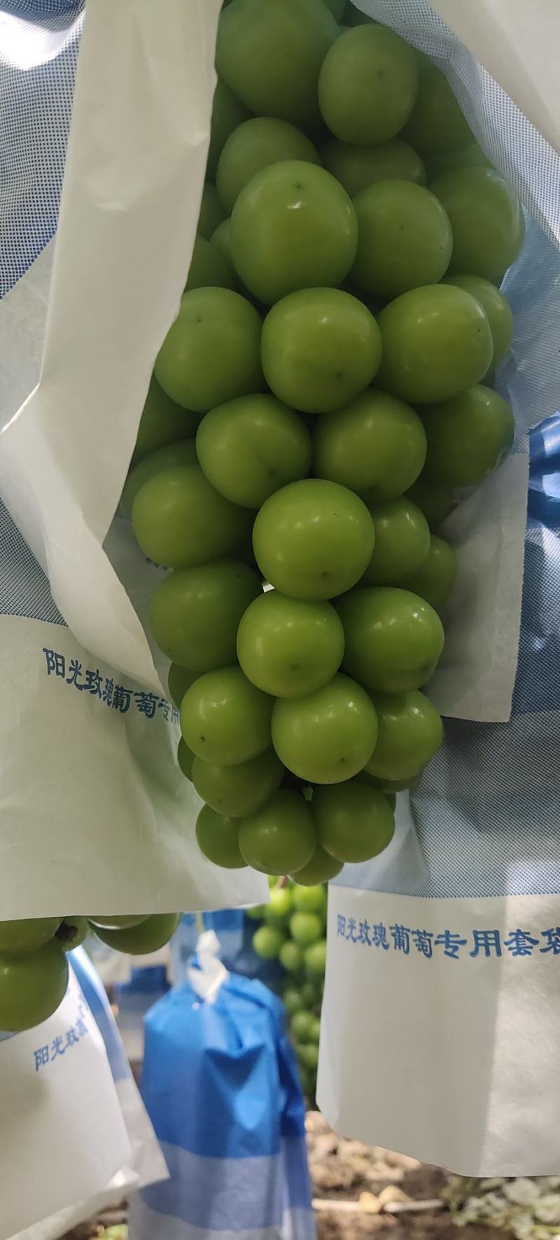 西昌优质阳光玫瑰，货源充足，味道鲜甜，欢迎老板采购