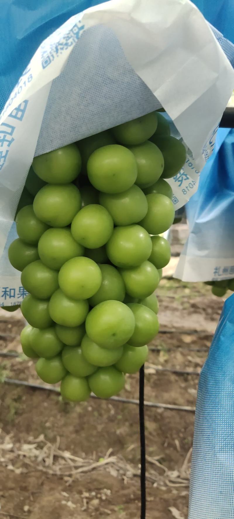 西昌优质阳光玫瑰，货源充足，味道鲜甜，欢迎老板采购