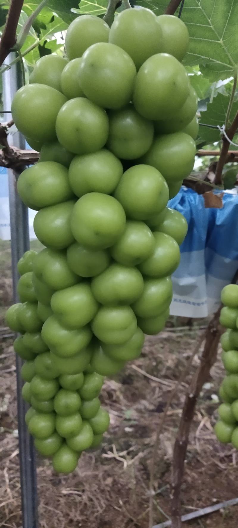西昌优质阳光玫瑰，货源充足，味道鲜甜，欢迎老板采购